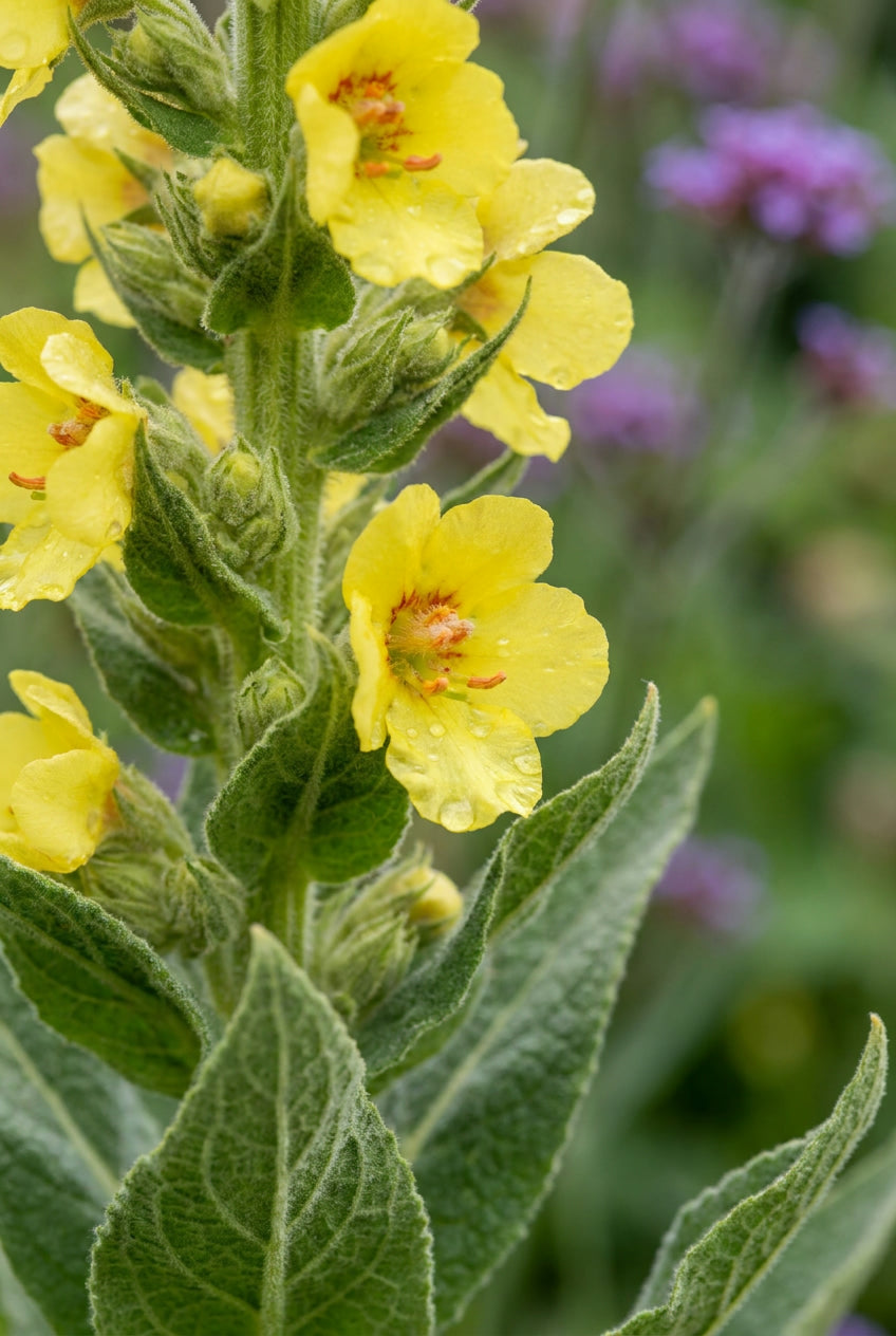 Verbascum chaixii 'Sixteen Candles' bloem