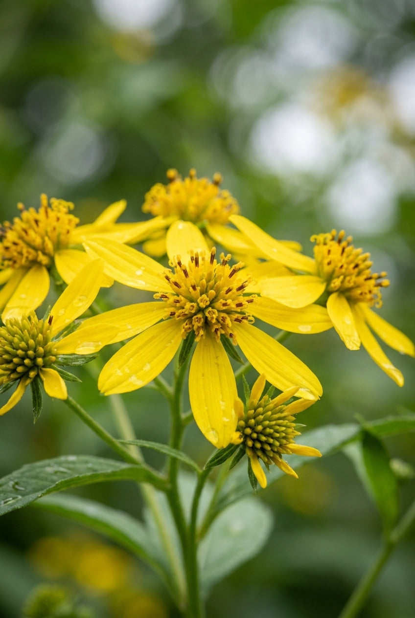 Verbesina alternifolia bloem