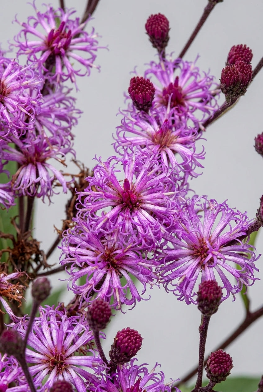 Vernonia crinita bloem