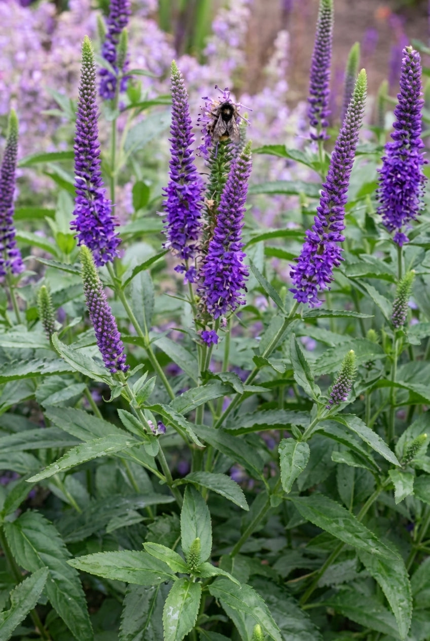 Veronica 'Blue Indigo' bloemen