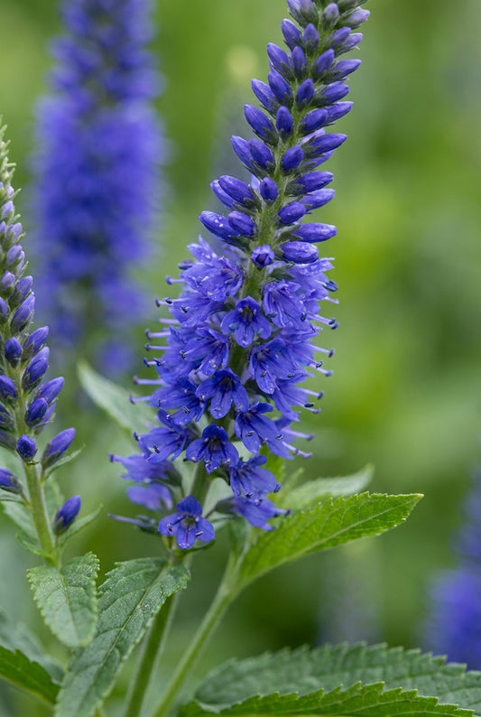 Veronica longifolia 'Blue John' bloem