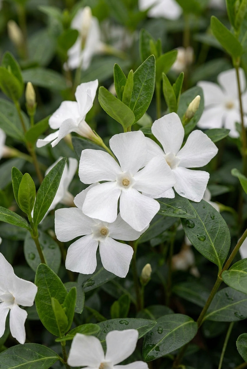 Vinca minor 'Elisa' bloem