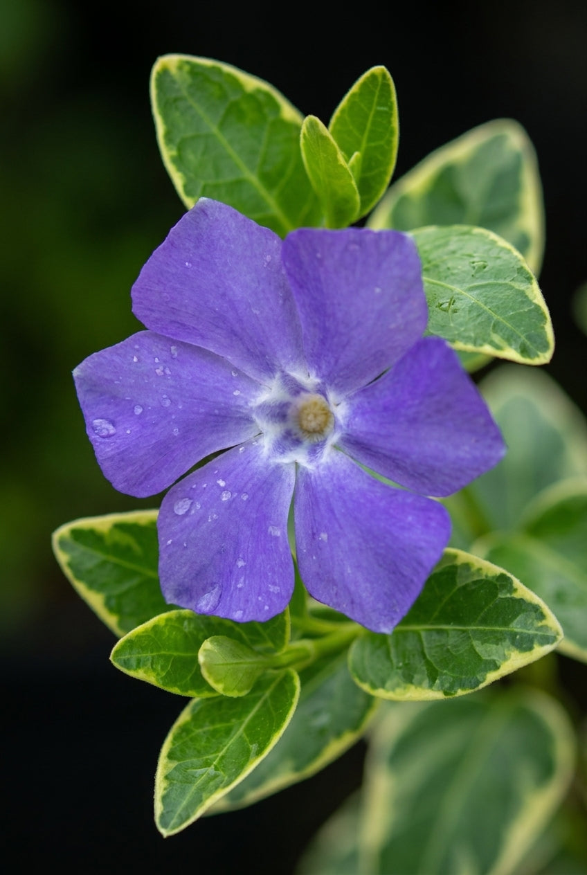 Vinca minor 'Ralph Shugert' bloem