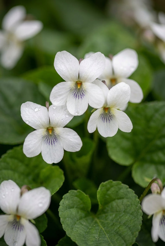Viola odorata 'Royal Wedding' bloem