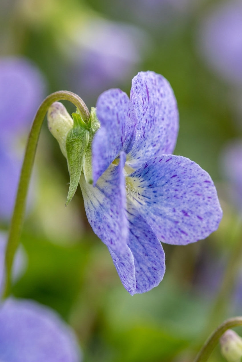 Viola sororia 'Dark Freckles' bloem