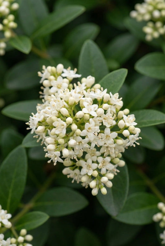 Ligustrum vulgare 'Atrovirens' haagplant bloem