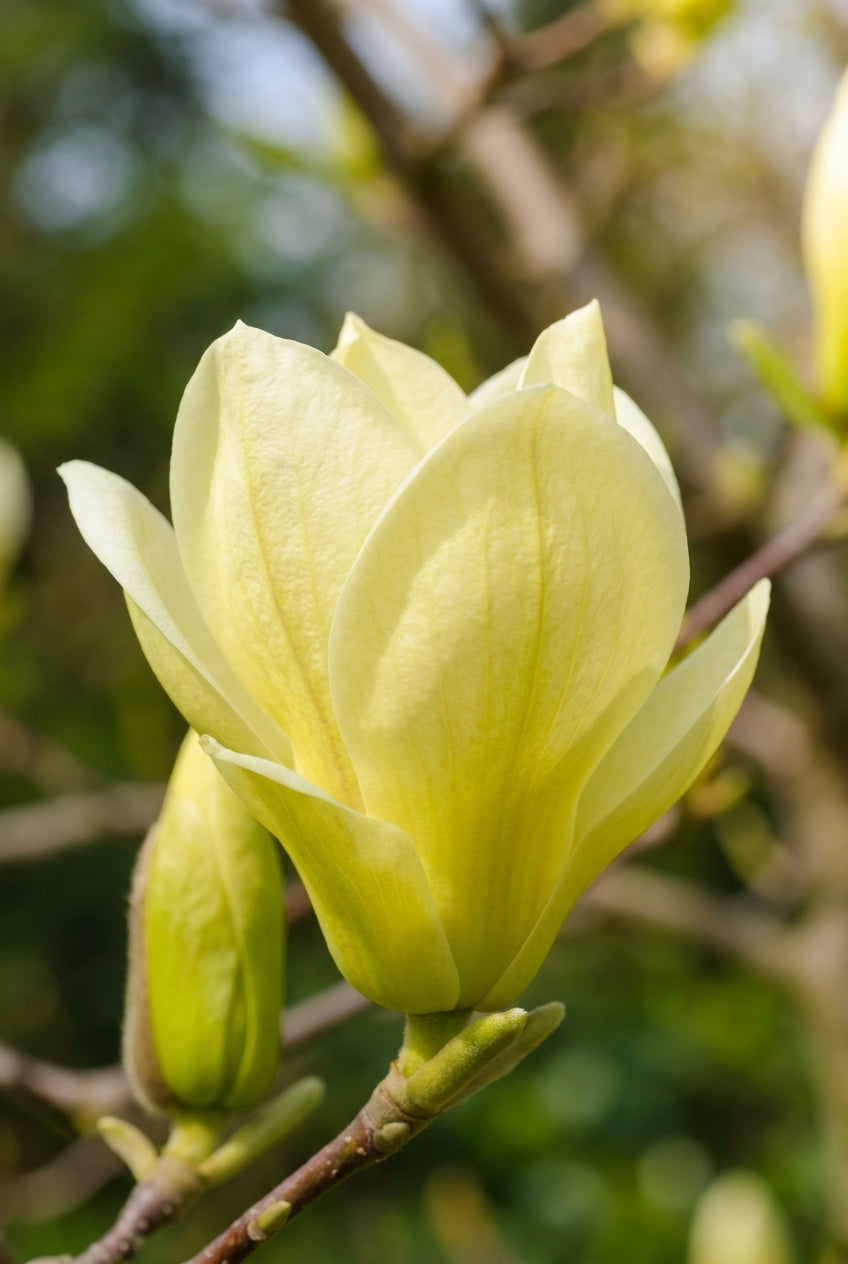 Magnolia 'Sunsation' op stam bloem