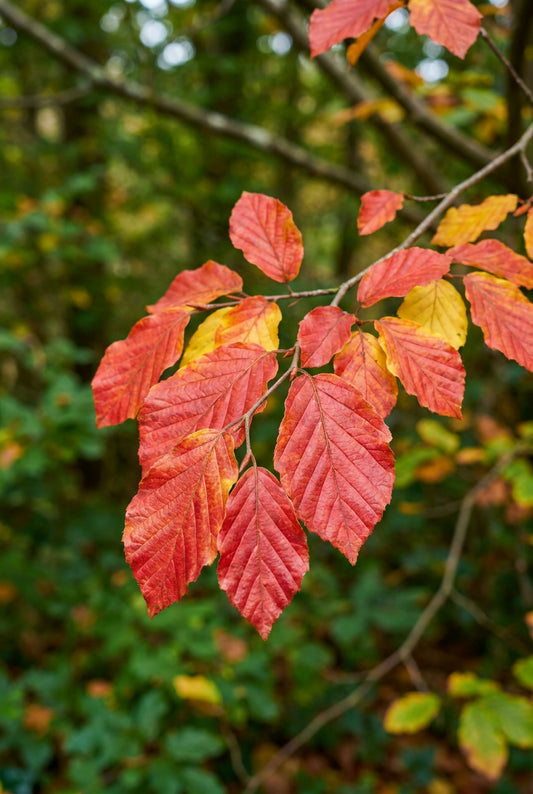 Parrotia persica 'Burgundy' meerstammig / struik blad