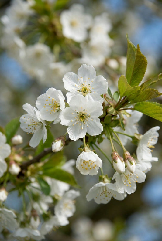 Prunus avium 'Stella' op stam bloesem