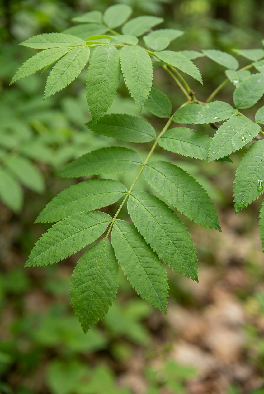 Pterocarya hupehensis op stam blad