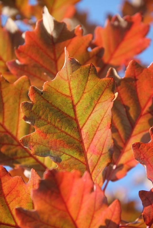 Quercus bicolor Tuinplanten blad