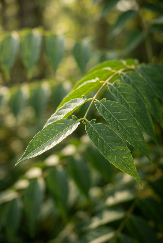 Rhus succedanea op stam blad