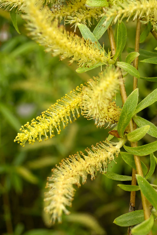 Salix babylonica 'Pendula' op stam katje