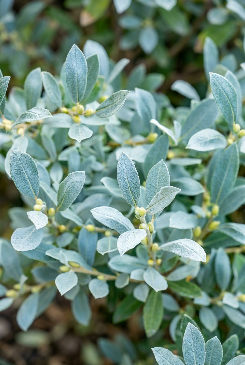 Salix caprea Mas meerstammig / struik bladeren