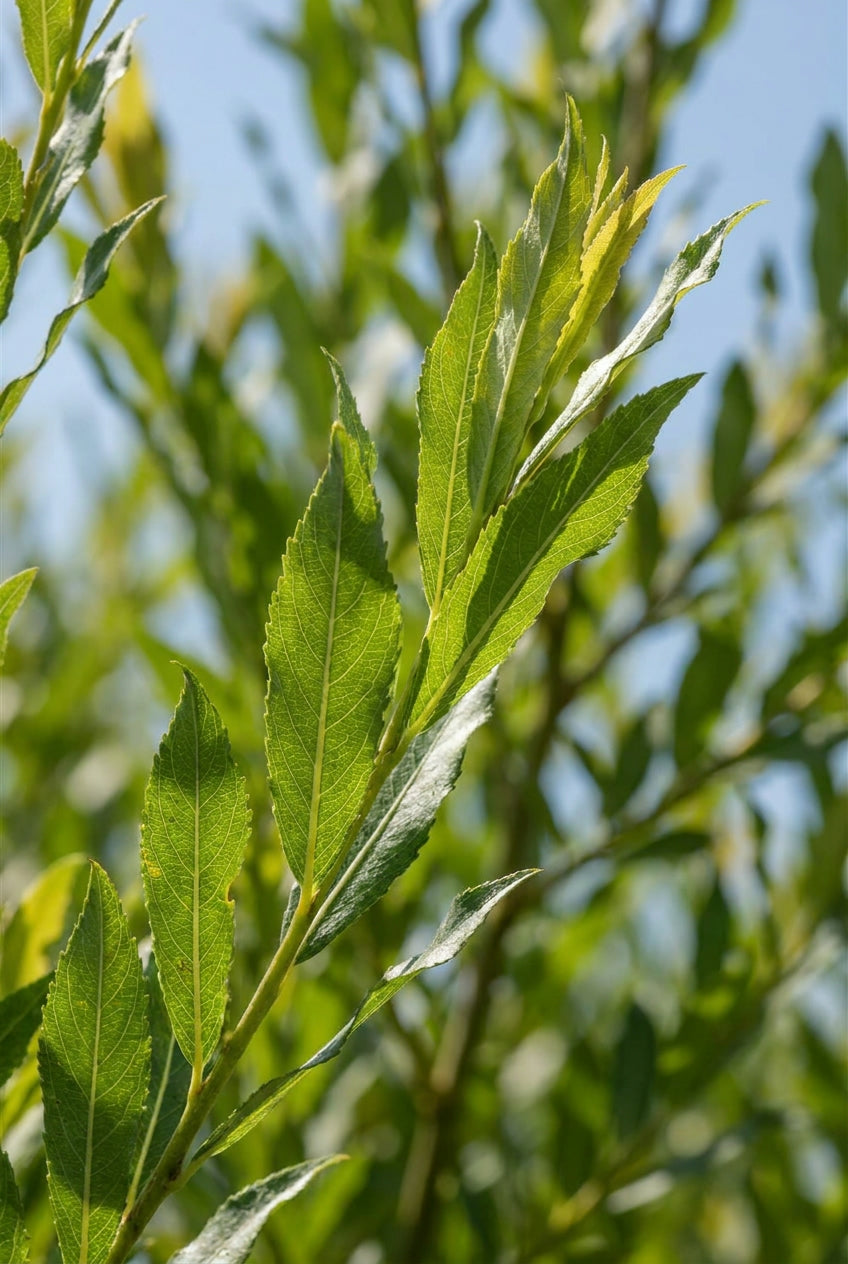 Salix caprea Mas meerstammig / struik blad