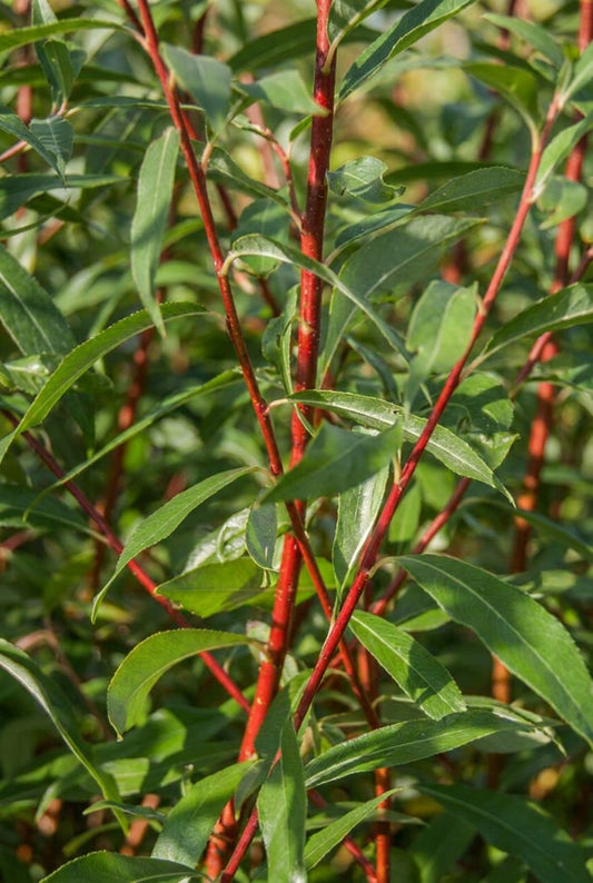 Salix rubens 'Britzensis' op stam bladeren