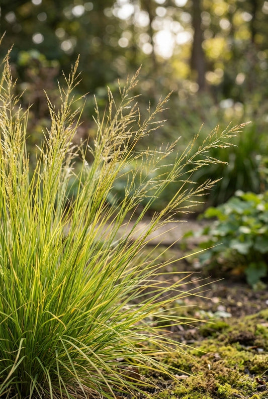 Sesleria autumnalis pluimen