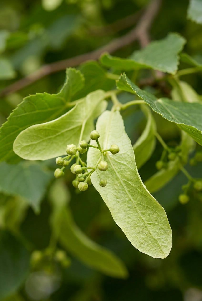 Tilia sibirica Tuinplanten blad