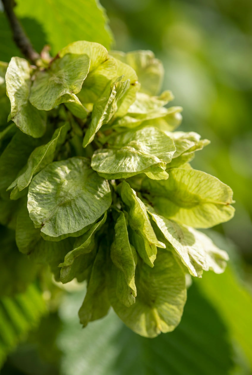 Ulmus glabra 'Pendula' op stam zaad