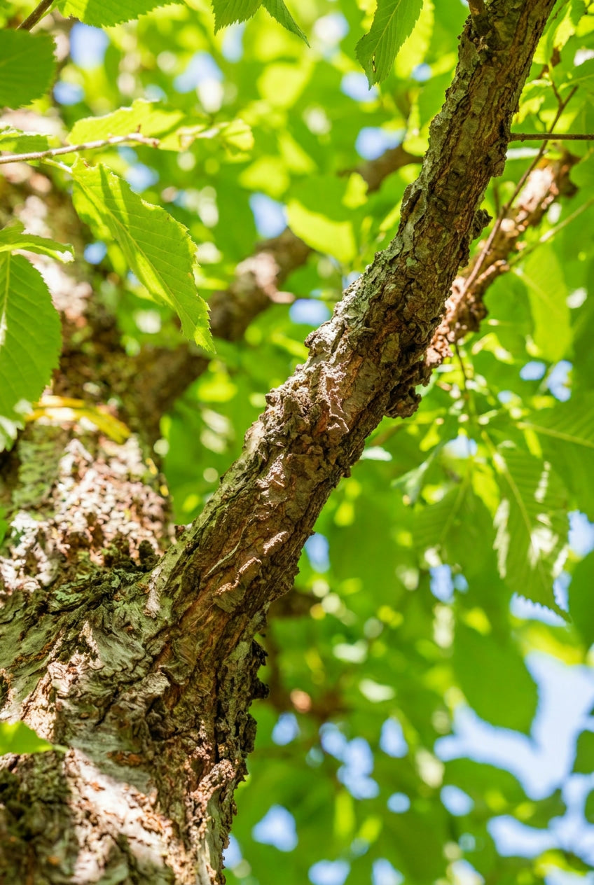 Ulmus minor 'Cloud Corky' meerstammig / struik blad