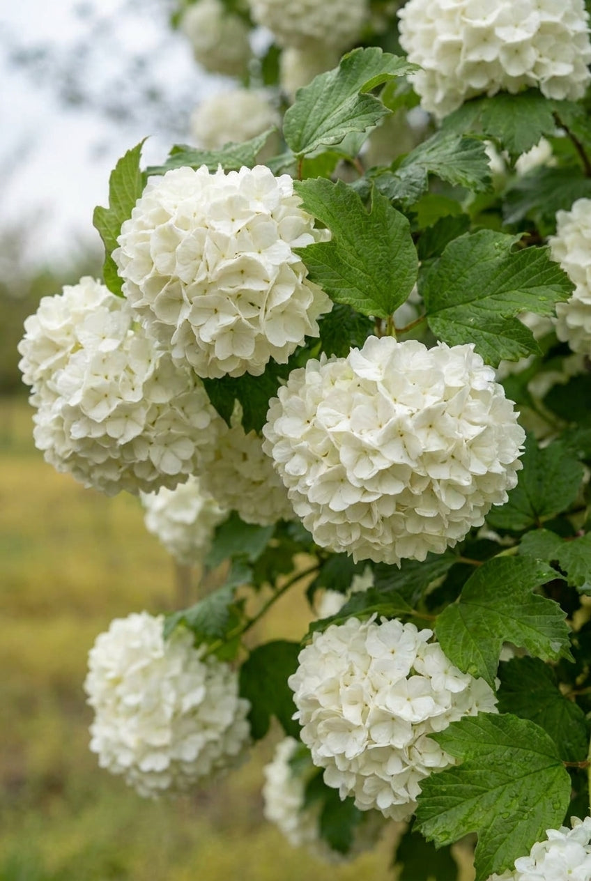 Viburnum opulus 'Select' op stam bloem