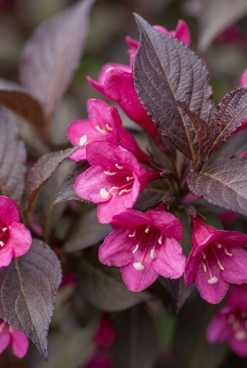 Weigela florida 'Verweig' op stam bloem