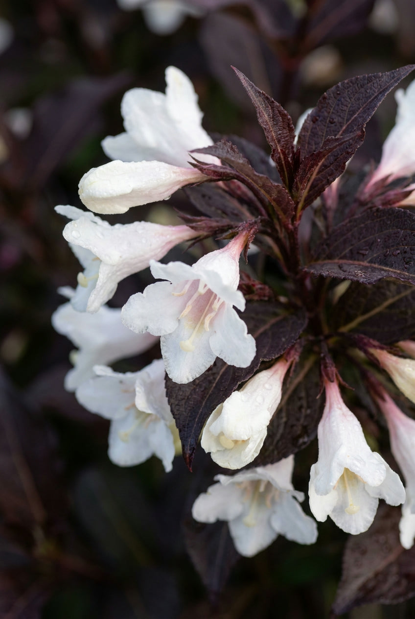 Weigela 'Velda' Tuinplanten bloem