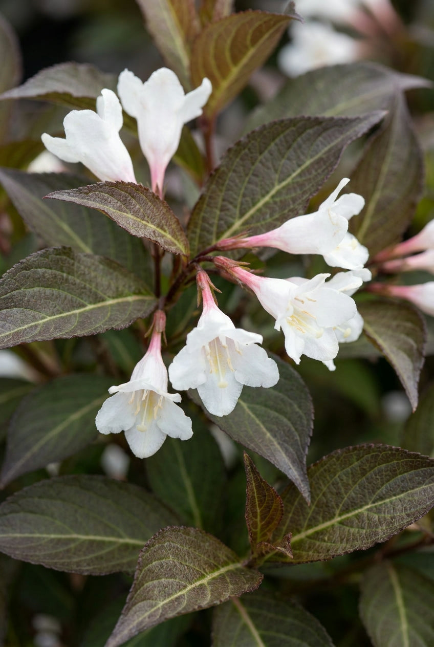 Weigela 'Velda' Tuinplanten bloem