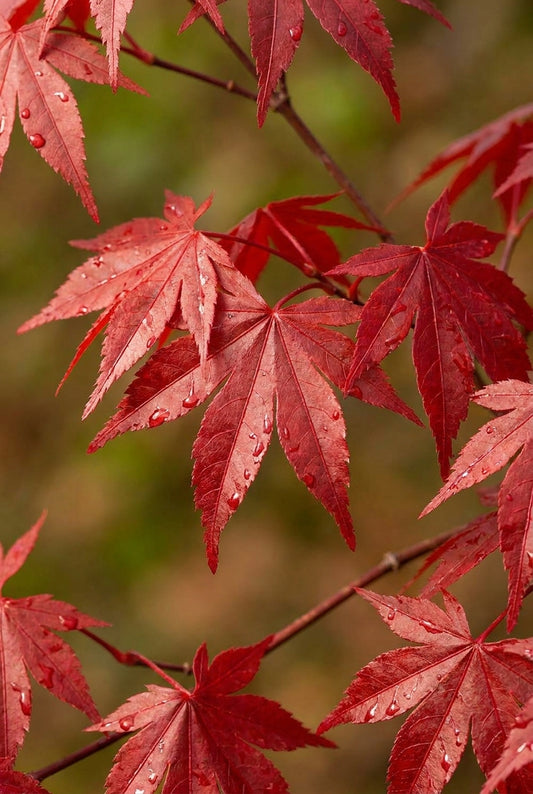 Acer palmatum 'Little Red' Tuinplanten blad