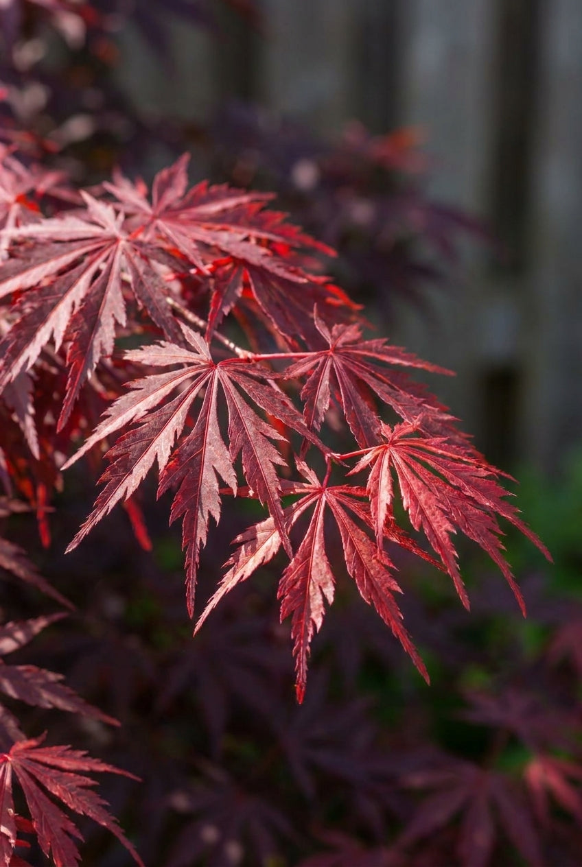 Acer palmatum 'Skeeter's Broom' op stam bladeren