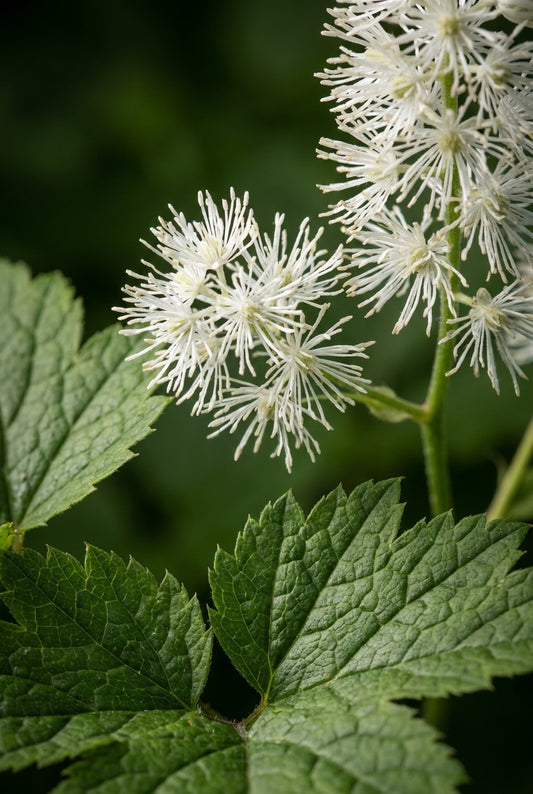 Actaea biternata Bloem