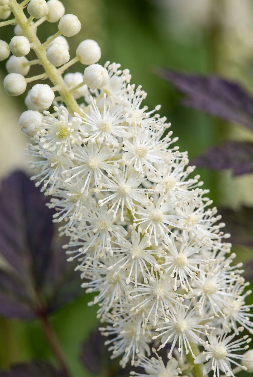 Actaea biternata blad
