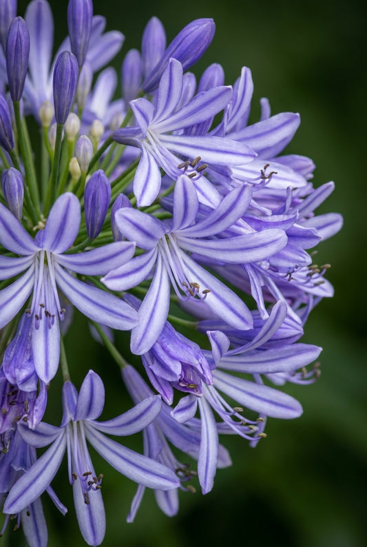 Agapanthus 'African Queen' bloem