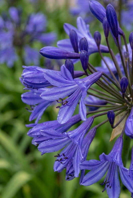 Agapanthus 'Tornado' bloem