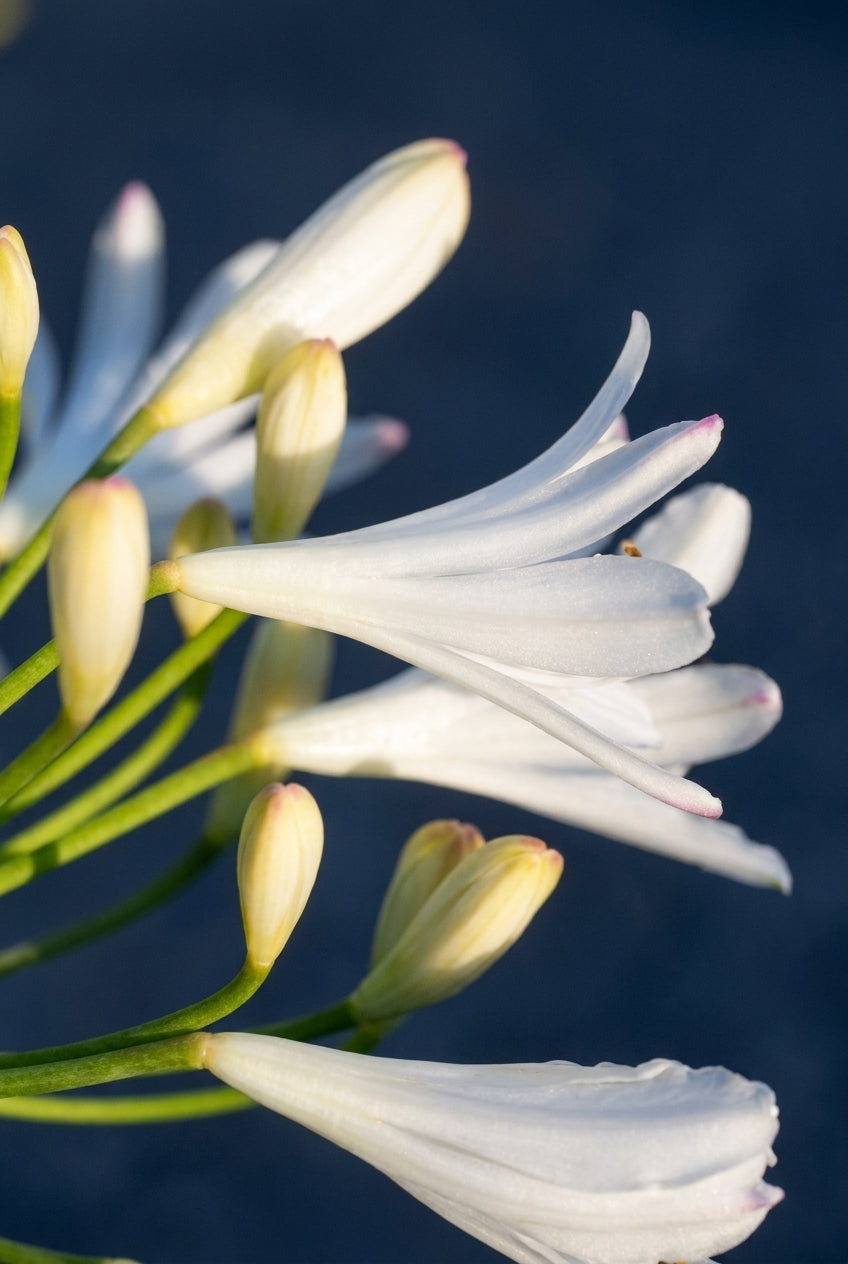Agapanthus 'Vallée de Sarthe' bloem