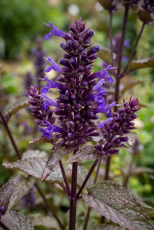 Agastache 'After Eight' blad