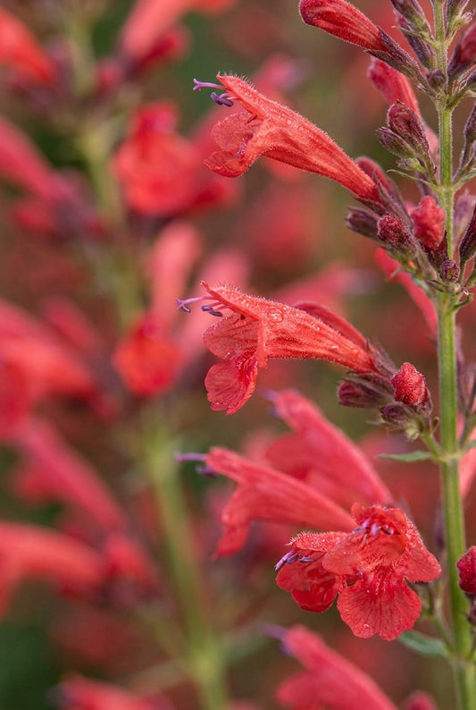 Agastache 'Kudos Red' bloem