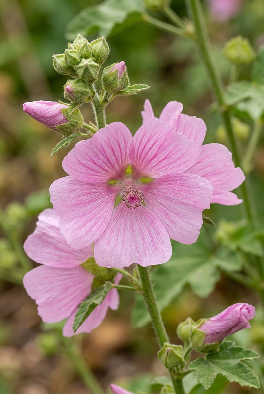 Alcalthaea suffrutescens 'Parkrondel' bloem
