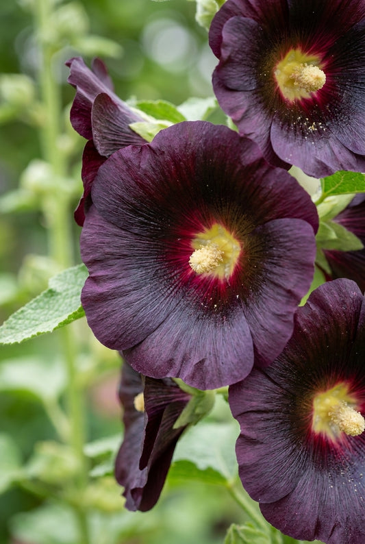 Alcea rosea 'Blacknight' bloem