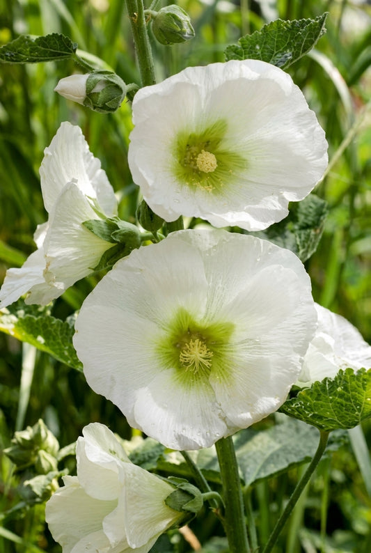 Alcea rosea 'Polarstar' bloem