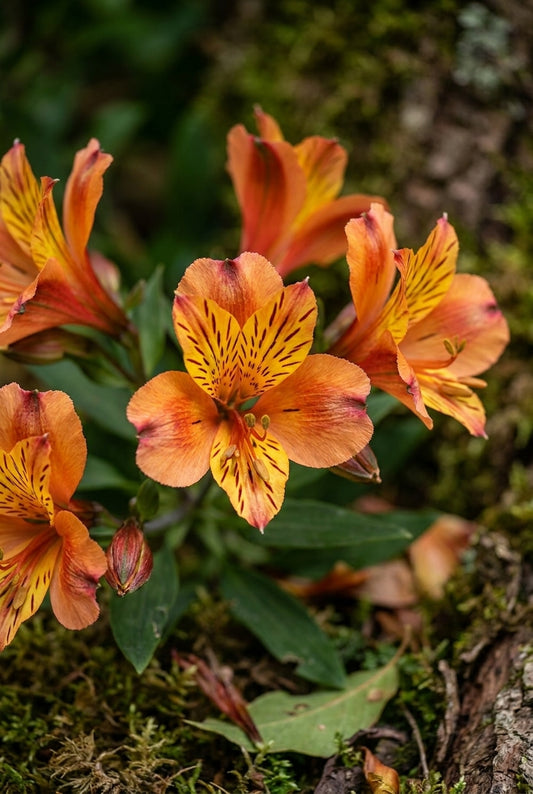 Alstroemeria 'Tesronto' bloem