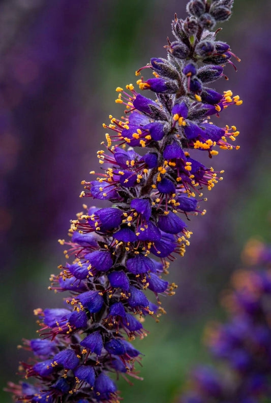 Amorpha canescens Tuinplanten bloem