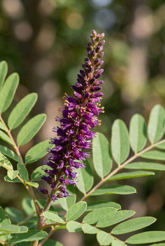 Amorpha fruticosa meerstammig / struik bloem