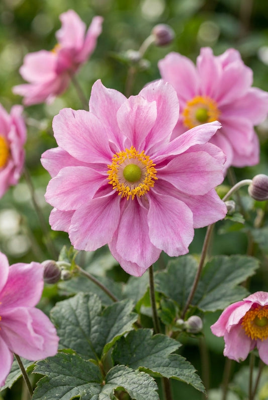 Anemone hybrida 'Lady Gilmour' bloemen
