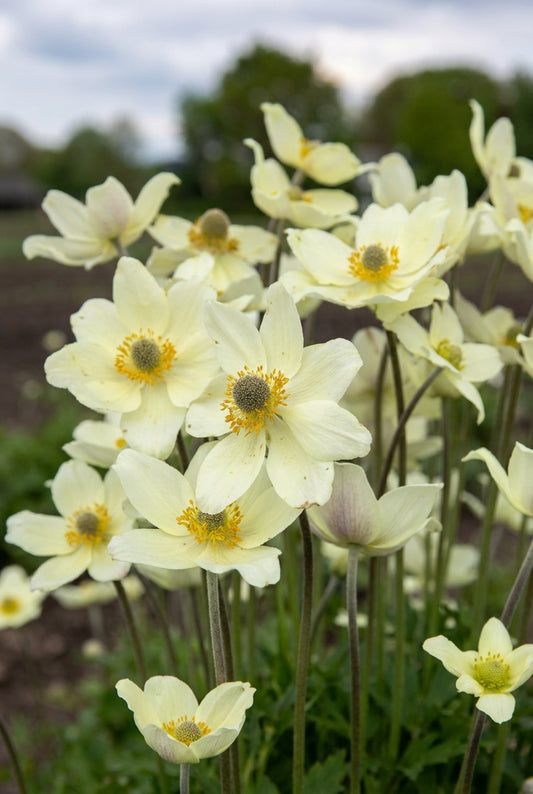 Anemone lesseri 'ANLE078' bloem