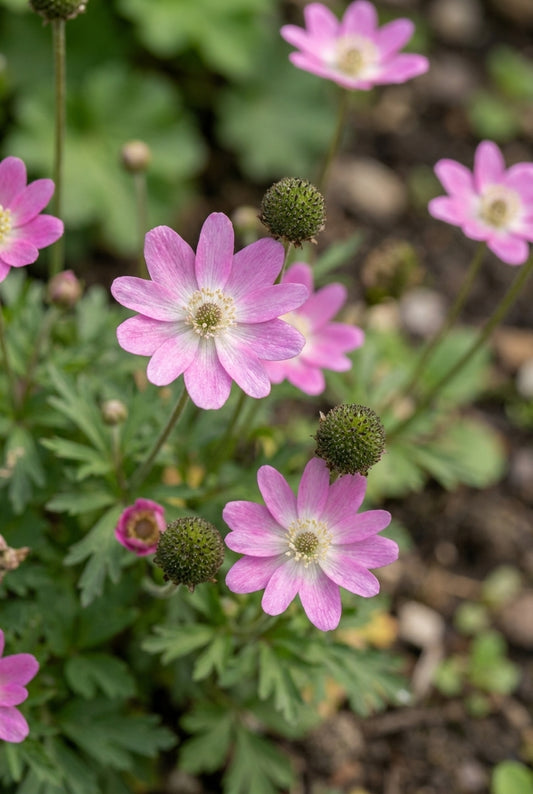 Anemone lesseri 'ANLE079' bloem
