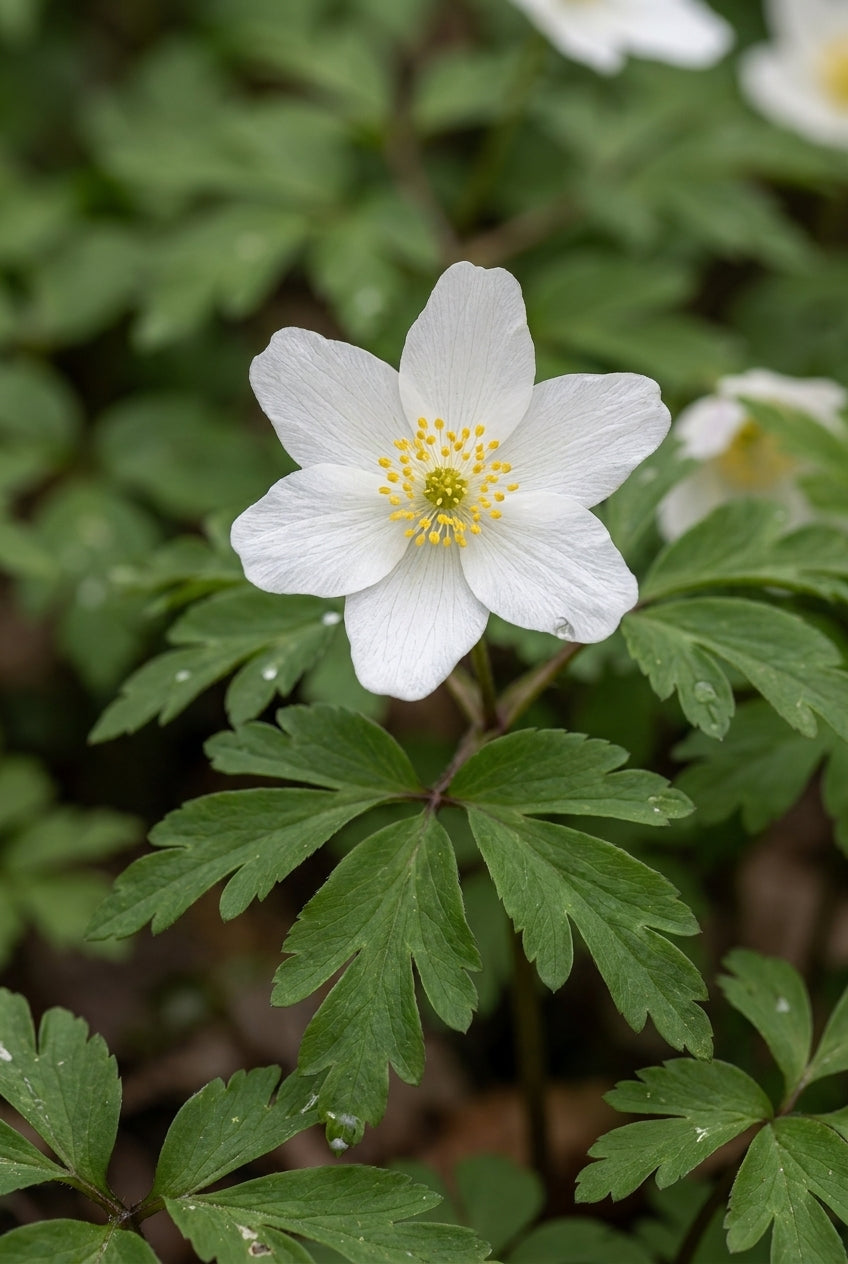 Anemone nemorosa 'Lychette' bloem