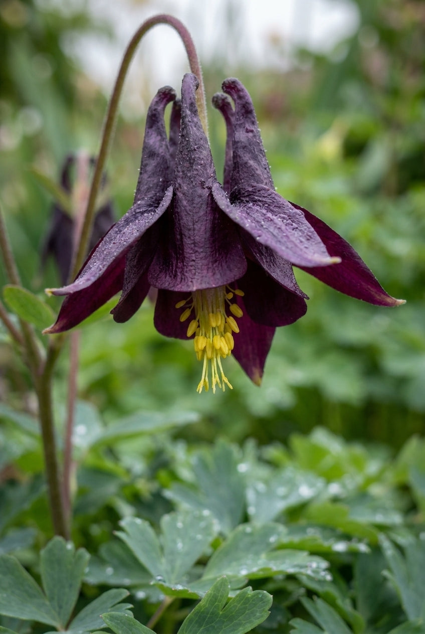Aquilegia atrata bloem