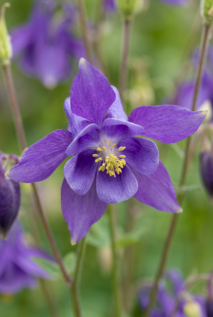 Aquilegia caerulea bloem