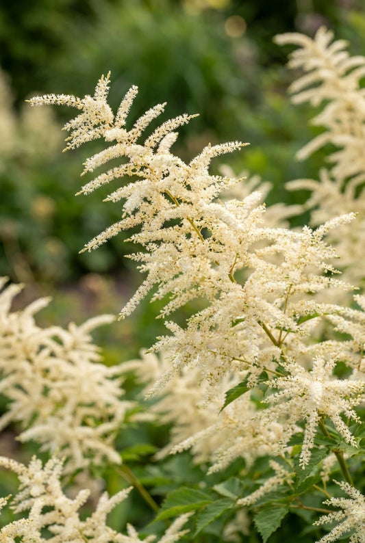 Aruncus dioicus 'Whirlwind' pluim